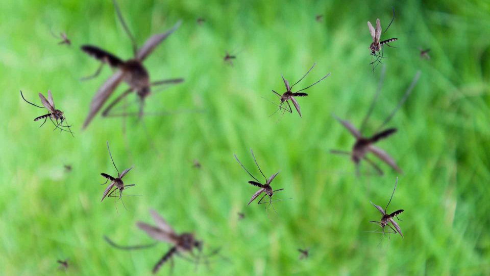 Many mosquitoes fly over green grass field