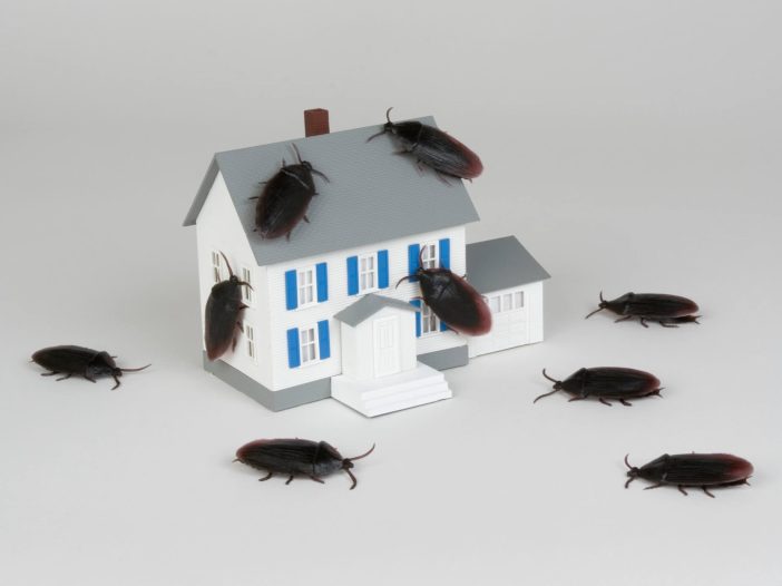 cockroachesall over a house