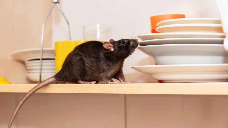 Rat crawls in the kitchen on dishes and looking for food. 